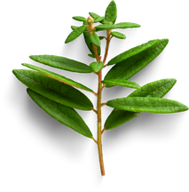 Premium isolated images & templates