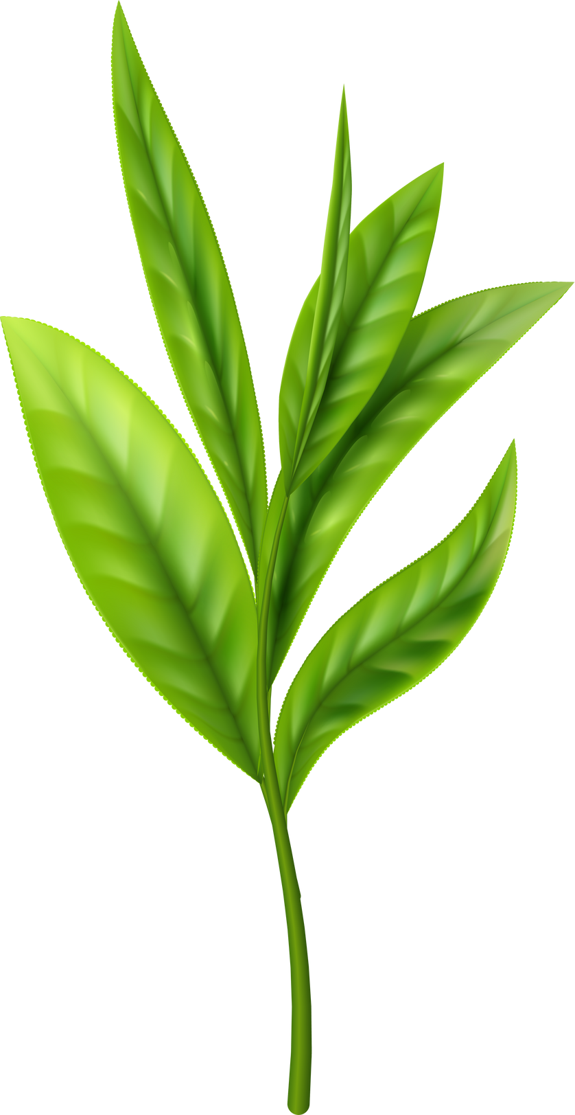 realistic tea leaves