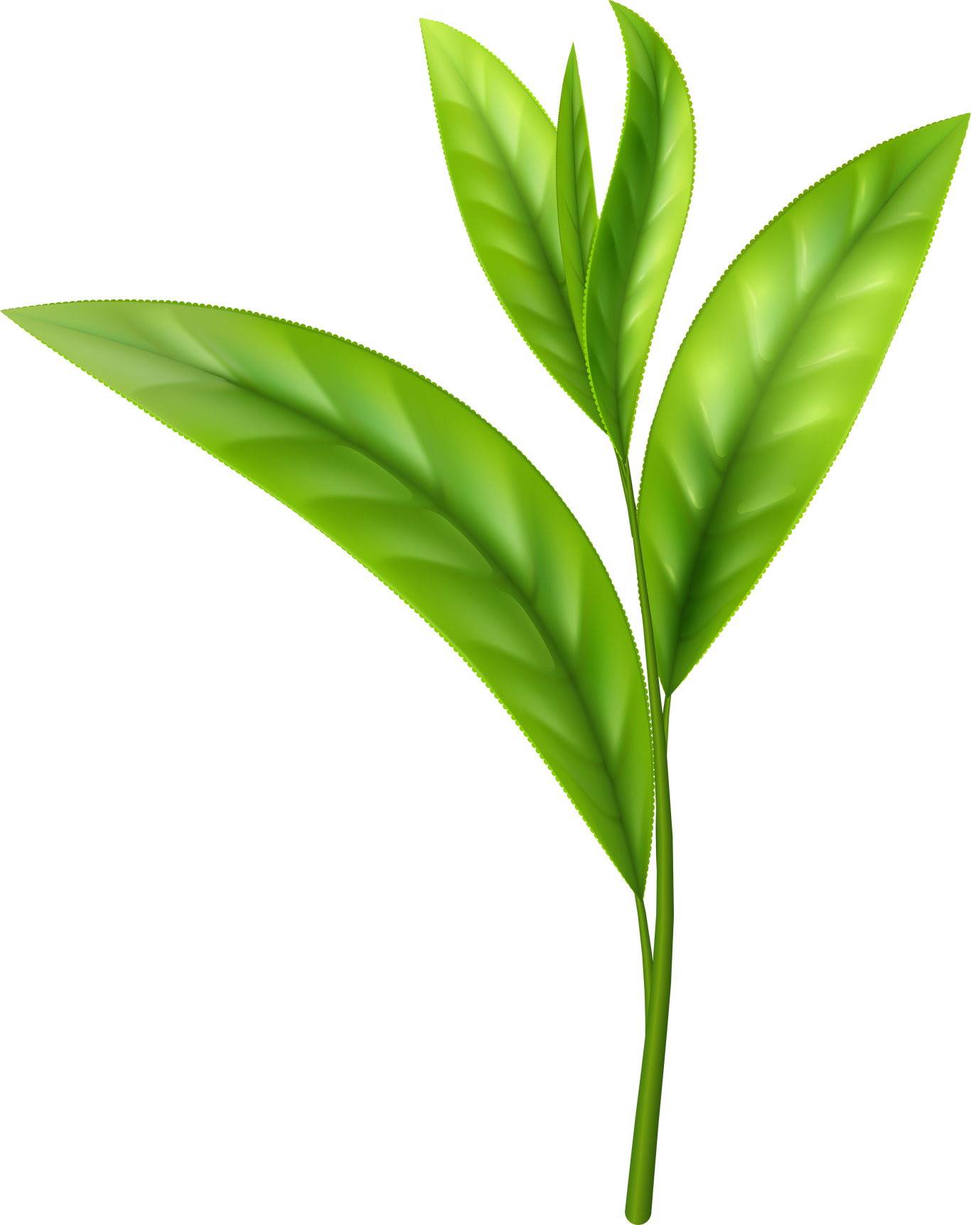 realistic tea leaves