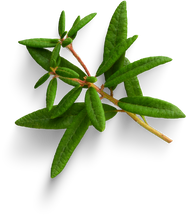 Premium isolated images & templates