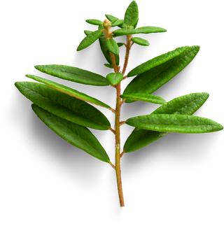 Premium isolated images & templates