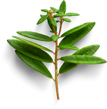 Premium isolated images & templates