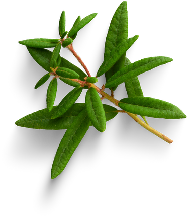 Premium isolated images & templates