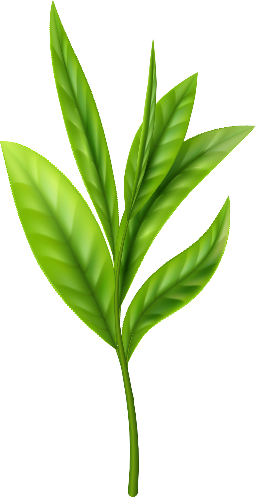 realistic tea leaves