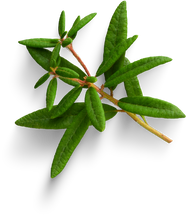 Premium isolated images & templates